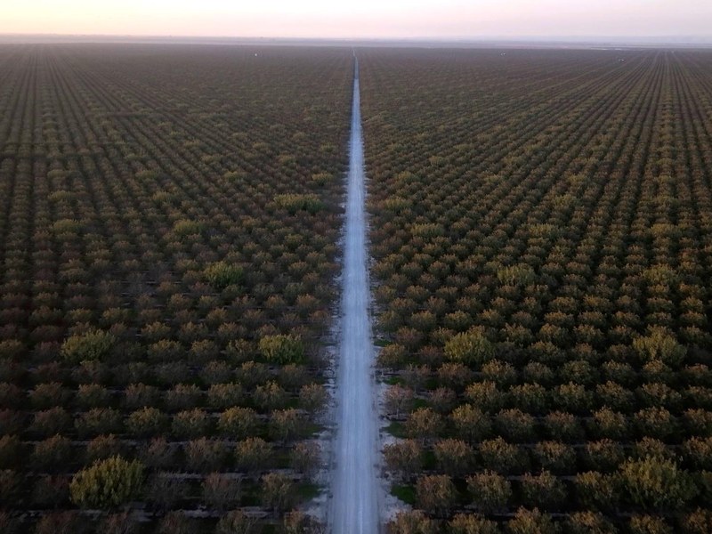 Aerial — Pistachio Farm, Central Valley