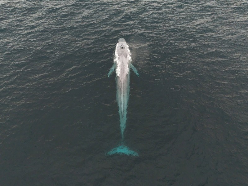 Aerial — Blue Whale, Newport CA